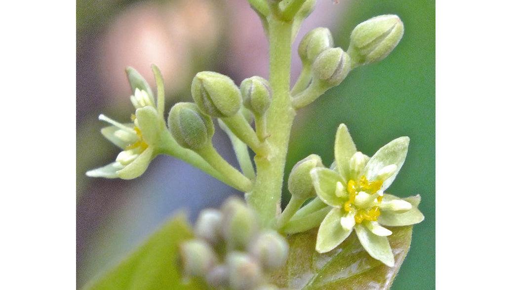 Pale avocado flowers and buds