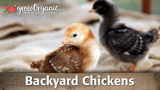 Three backyard chicks