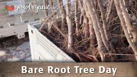Dormant bare root fruit tree ready for seasonal planting