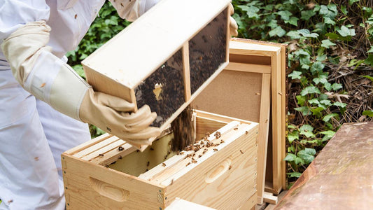 Beekeeper opening a wooden hive box