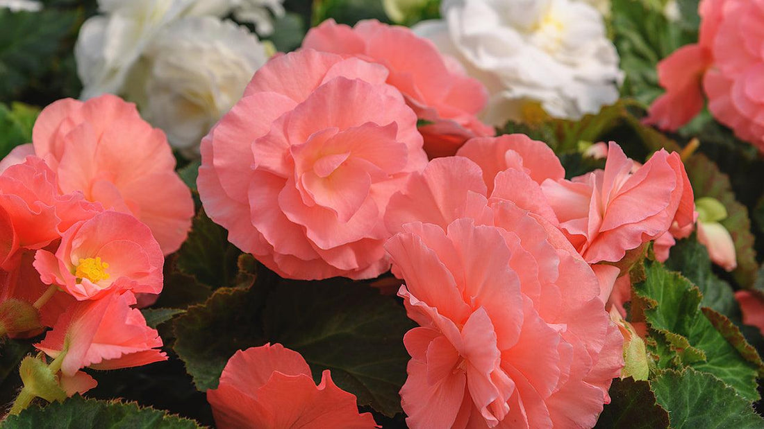 Pink summer-blooming begonias