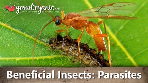 Parasitic wasp attacking a caterpillar on a leaf