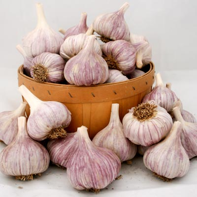 Purple-striped garlic bulbs arranged around a wooden basket