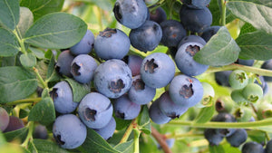 Can Blueberry Grow in Tropical Climate? Top Tips for Growing Blueberry in Tropical Climate and Choosing Heat Tolerant Blueberries