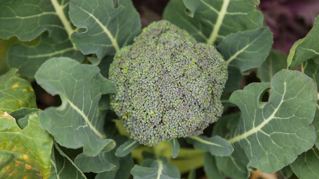 Green broccoli head growing among large leaves