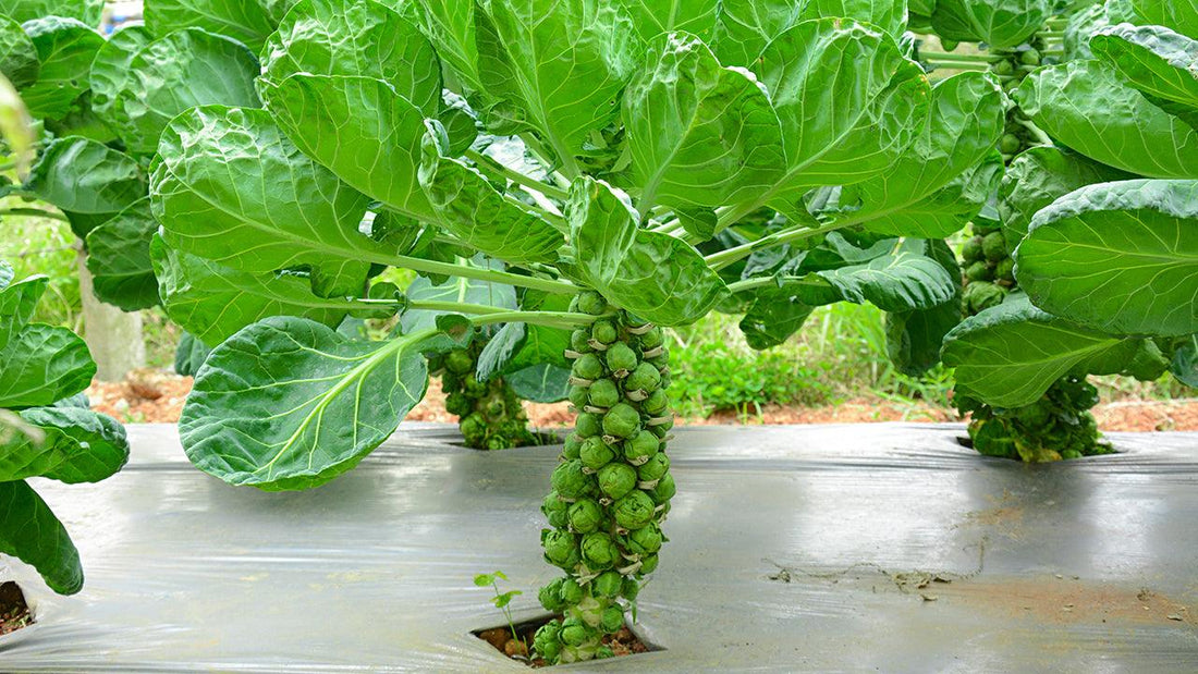 Brussels sprouts growing along tall stalks