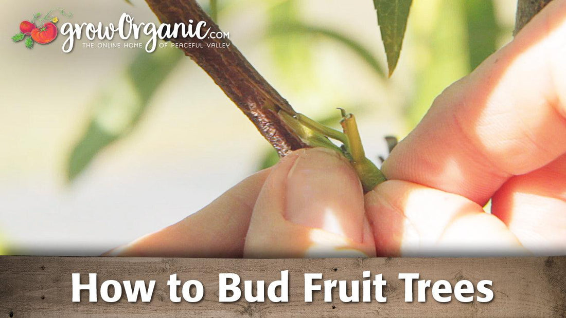 Hand making a budding cut in a fruit-tree branch