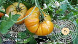Calcium Fertilizer for Plants: When and How to Use It