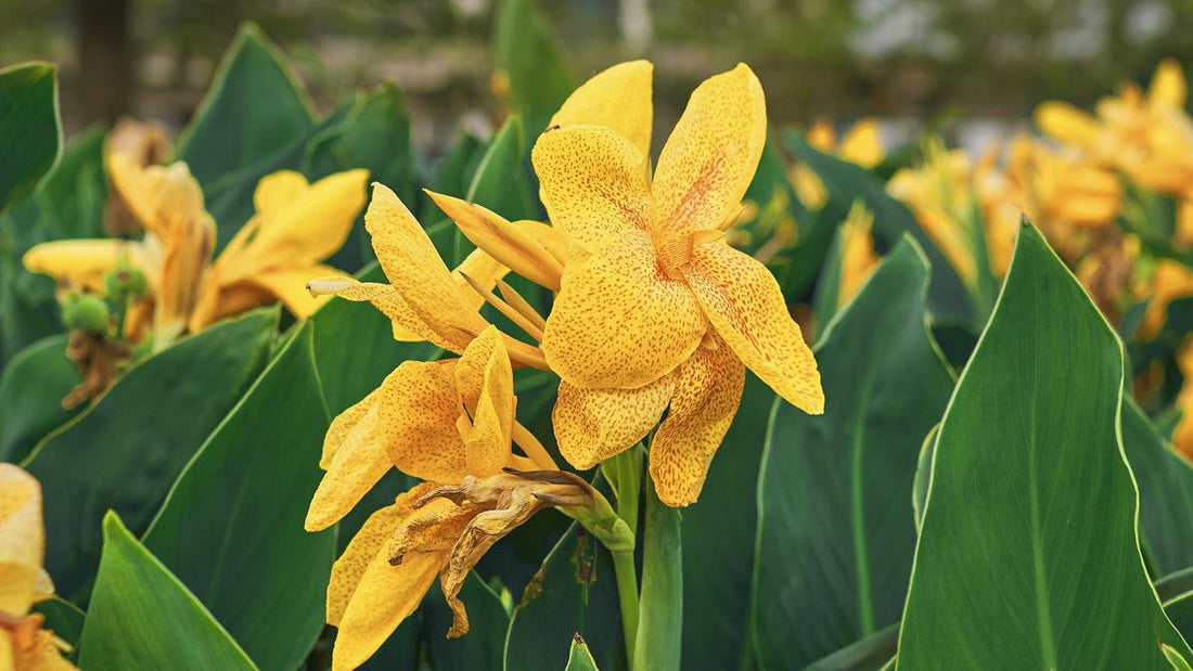 Yellow canna flowers above broad green leaves