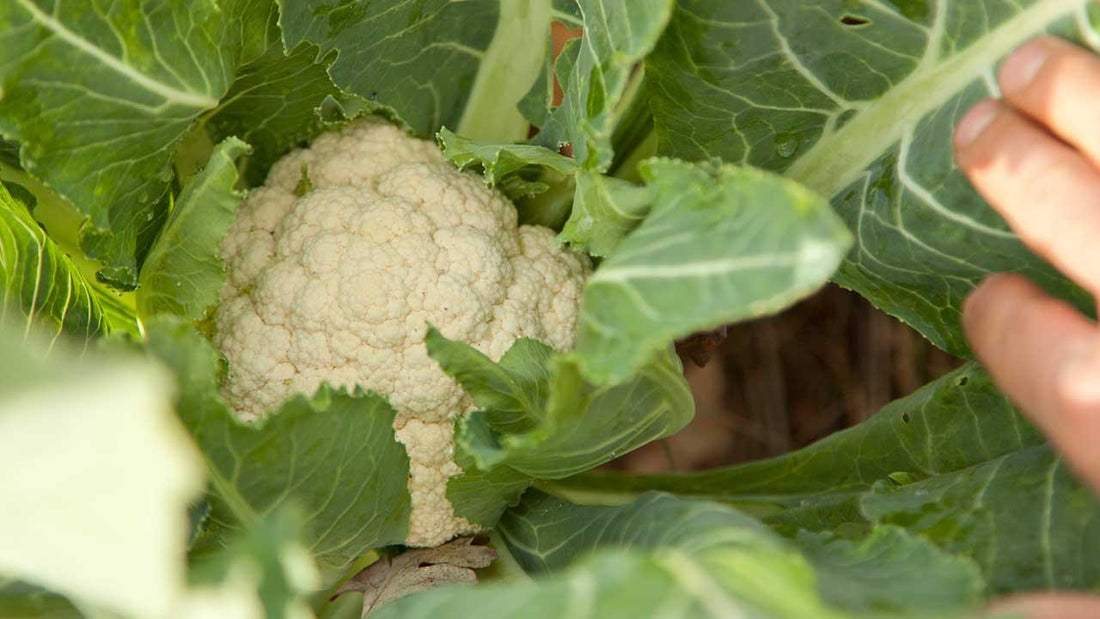 White cauliflower head surrounded by leaves