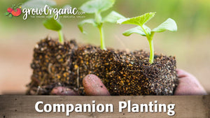 Companion Planting Guide: Plan Useful Plant Neighbors