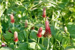 Cover crop seedlings establishing across a small garden plot