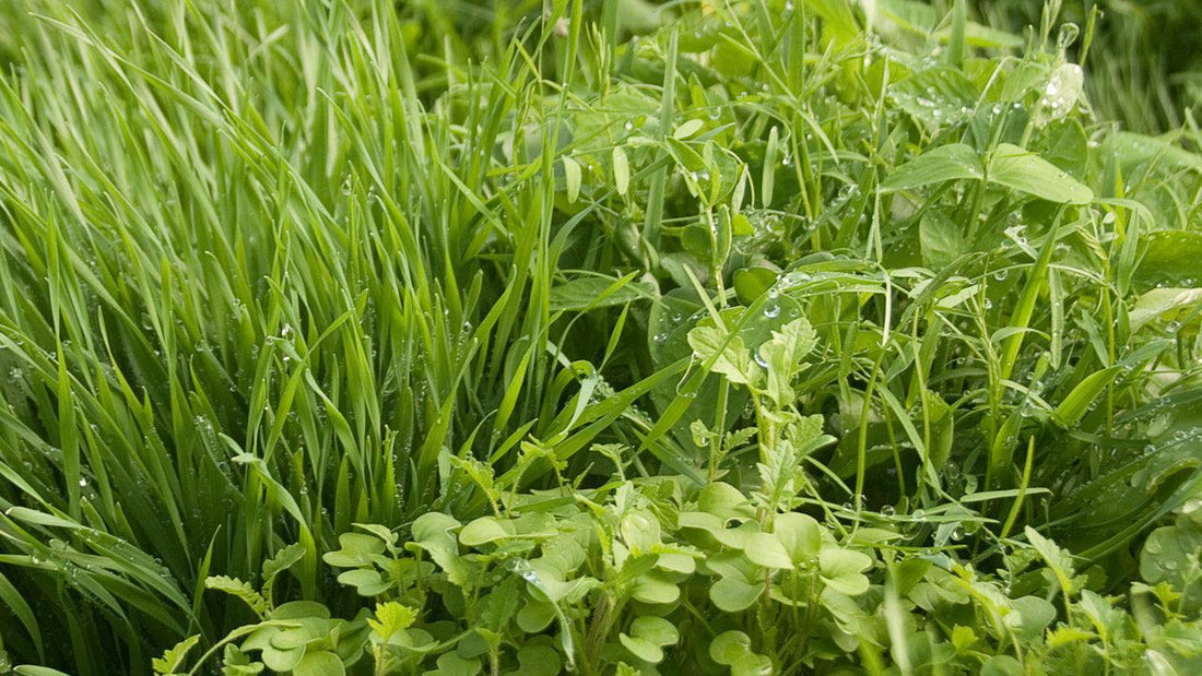 Cover crop protecting prepared garden soil in winter