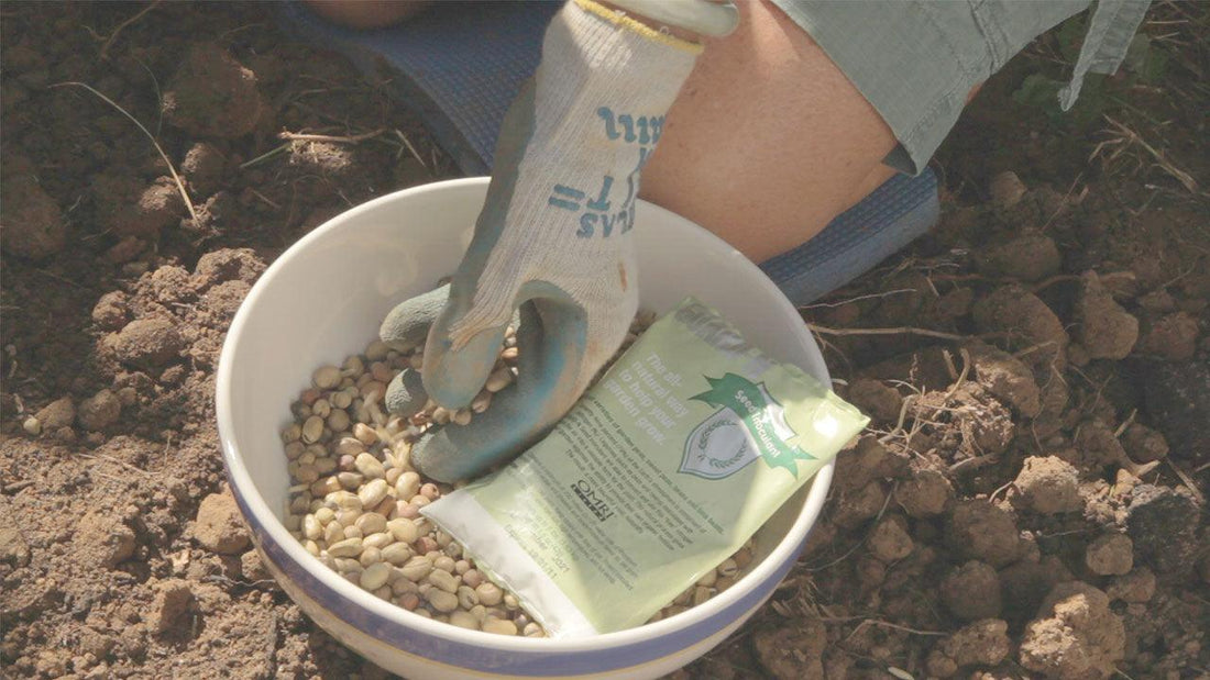 Legume roots and foliage associated with biological nitrogen fixation