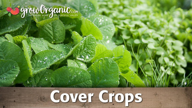 Mixed cover crops growing densely over garden soil