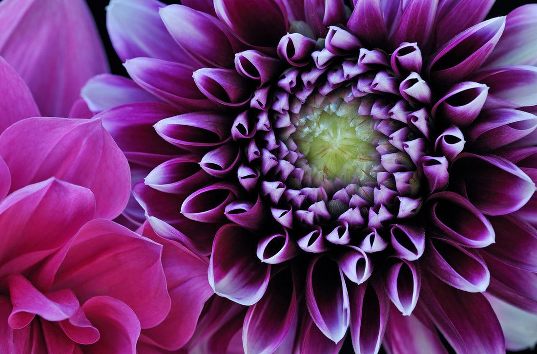 Close-up of a purple-and-white dahlia flower