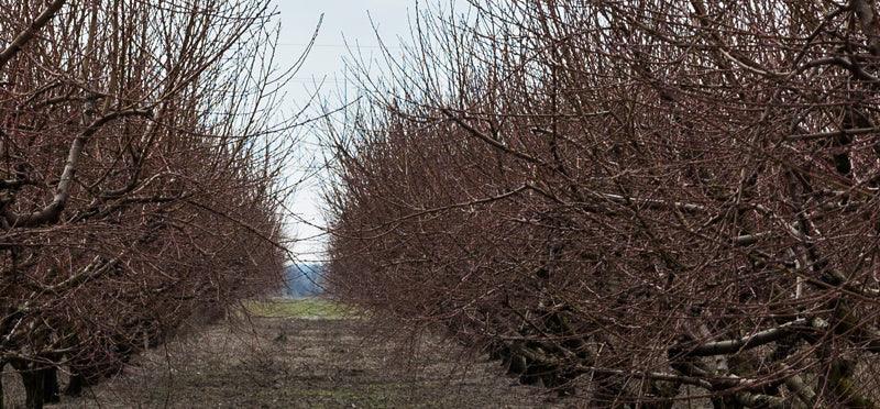 Rows of dormant leafless orchard trees