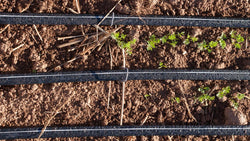 Parallel drip tape lines watering garden rows