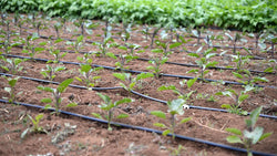 Drip tape irrigating rows of young vegetable plants