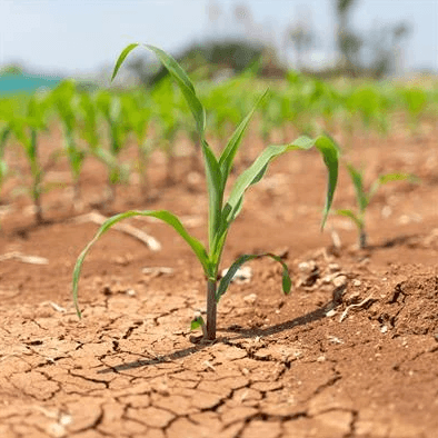 Young corn plant growing in cracked dry soil