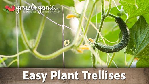 Cucumber vine climbing white garden netting