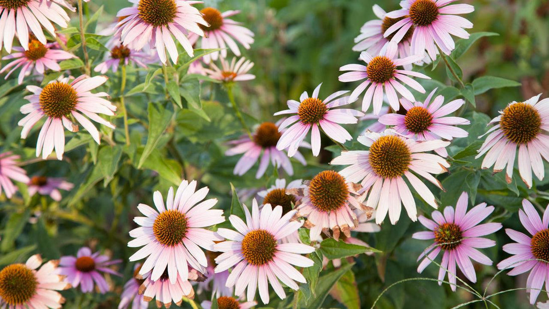Pink coneflowers blooming in a garden