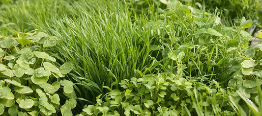Fall cover crop seedlings establishing before winter