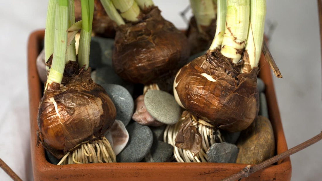 Flowering bulbs packed in a cardboard box