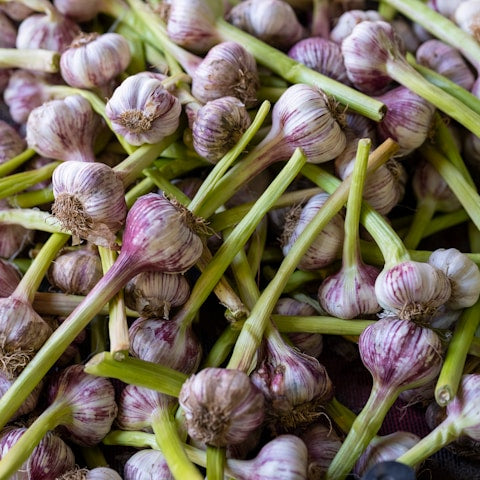 Fresh garlic bulbs displayed at a market