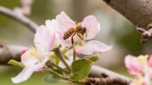 Fruit Tree Central: Growing Guides & Orchard Resources