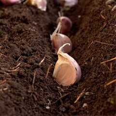 Garlic cloves separated and ready for fall planting