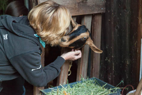 How to Make Goat Cheese