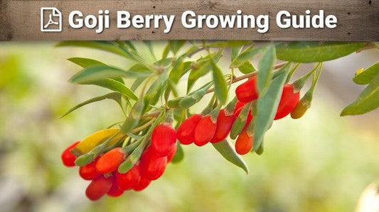 Goji berry growing guide graphic over red fruit