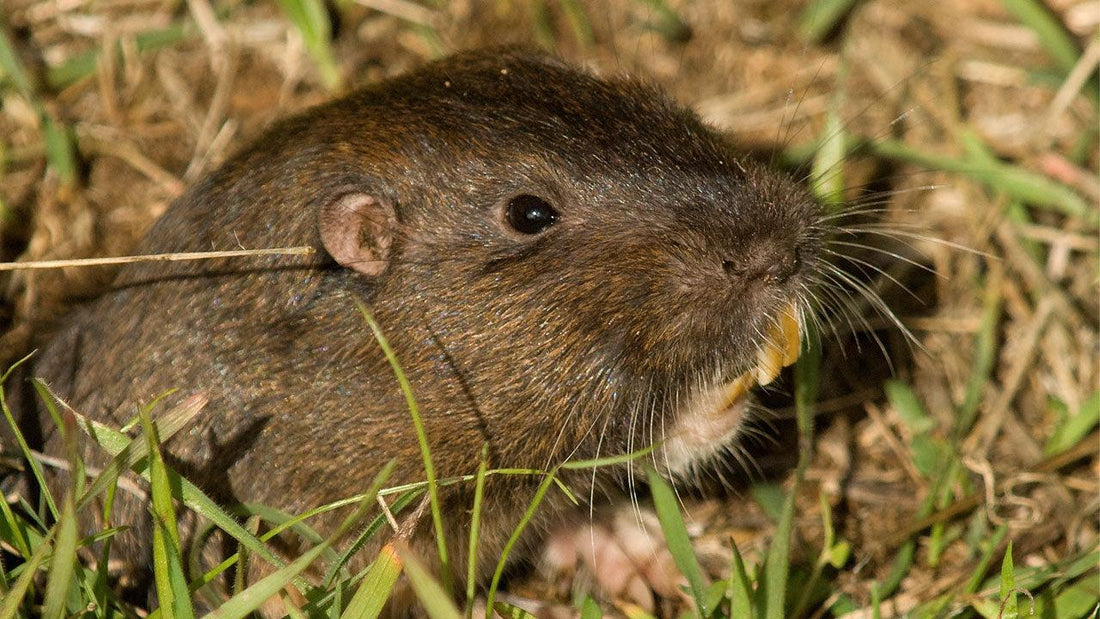 Brown rat standing in grass