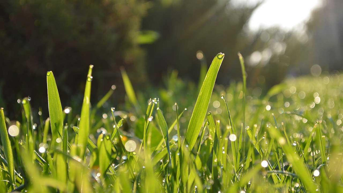Dew-covered lawn grass