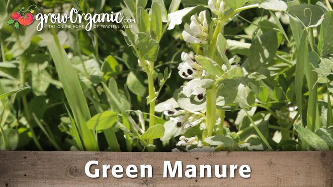White fava bean flowers in a green manure cover crop