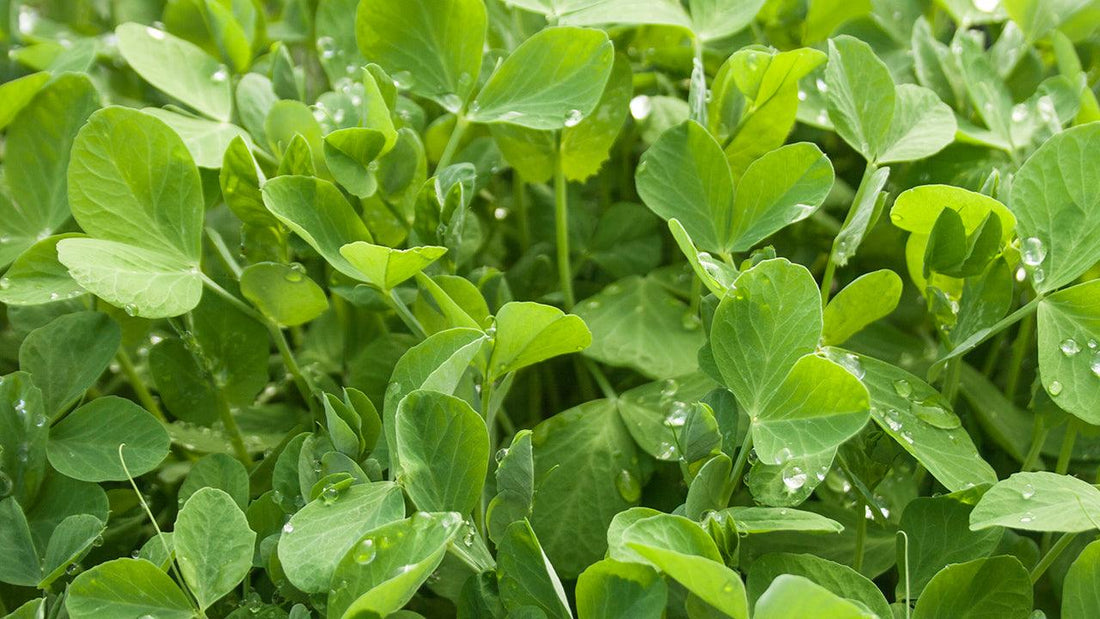 Cover crop residue being managed as green manure