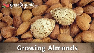 Growing Almond Trees Video: Planting, Care and Harvest