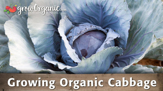 Growing organic cabbage guide graphic