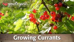 Clusters of ripe red currants