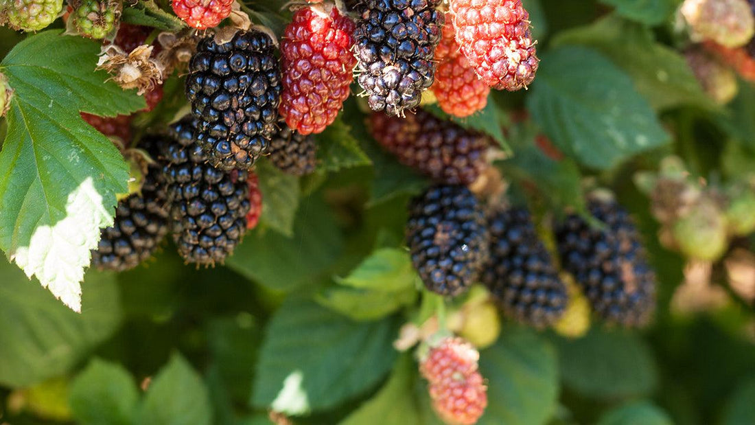 Blackberries at different ripening stages on a cane