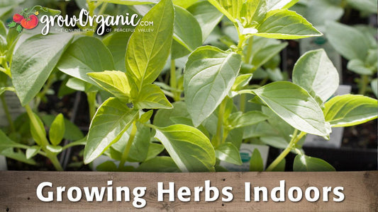 Fresh green herbs growing indoors
