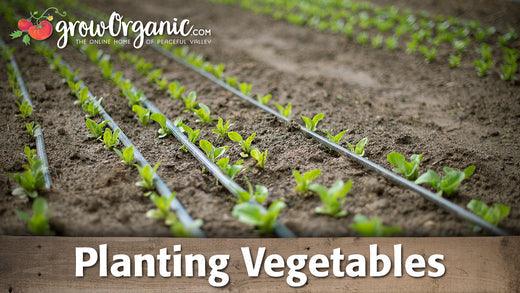 Rows of young vegetable starts in a field