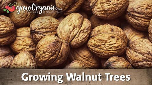 Growing walnut trees video covering planting, pruning and harvest