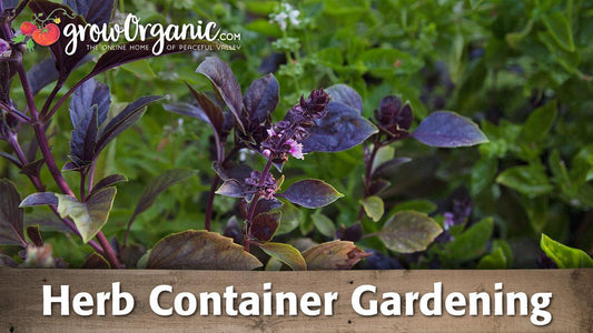 Purple and green herbs growing in a container
