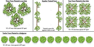 High-Density Fruit Tree Planting: Spacing, Training & Pruning