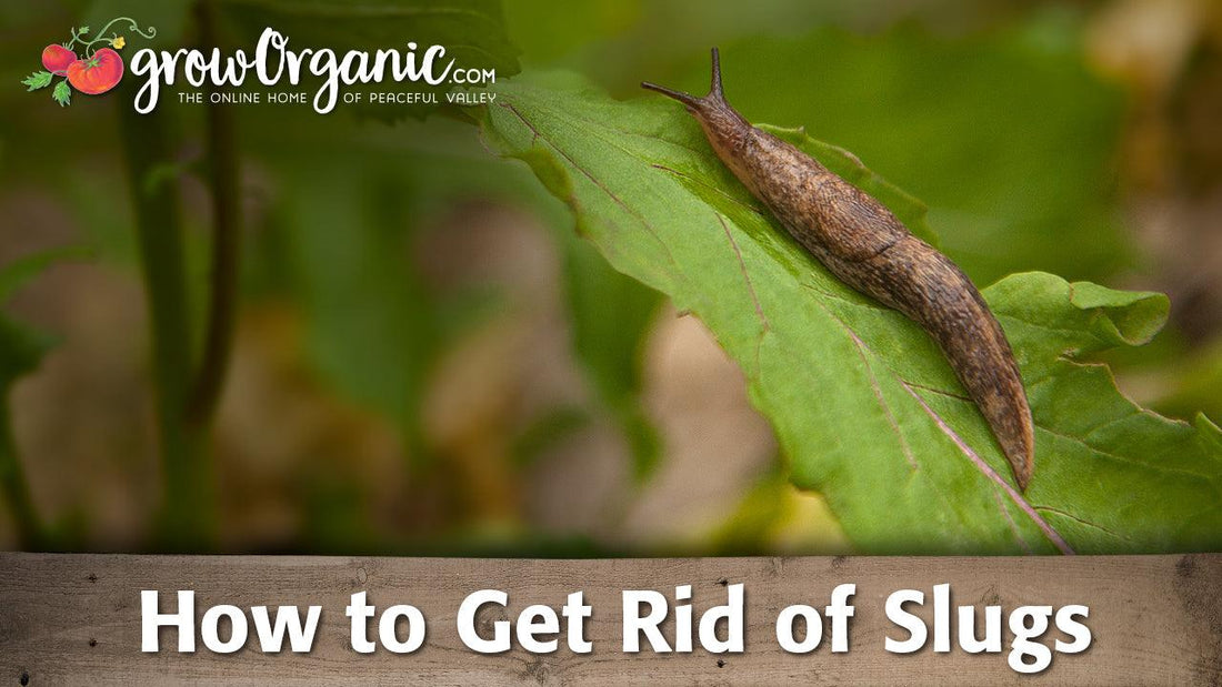 Slug crawling across a green leaf in a wet fall garden