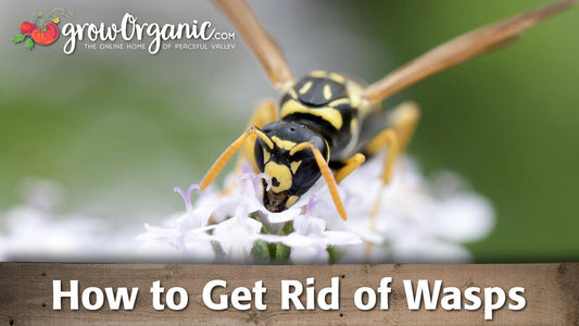 Yellow-and-black wasp visiting white flowers