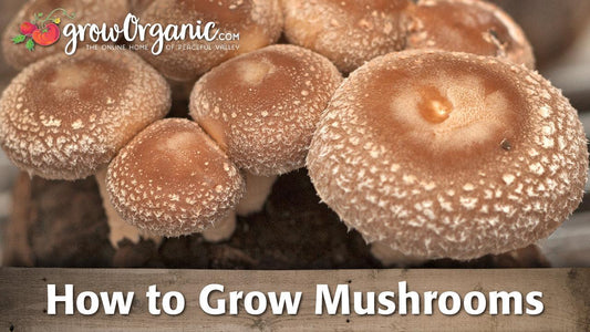 Mushroom growing guide graphic over shiitakes