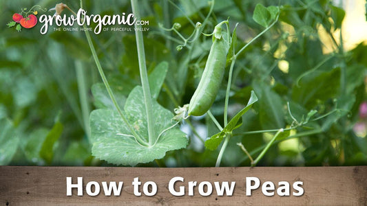 Green pea pods hanging on vines